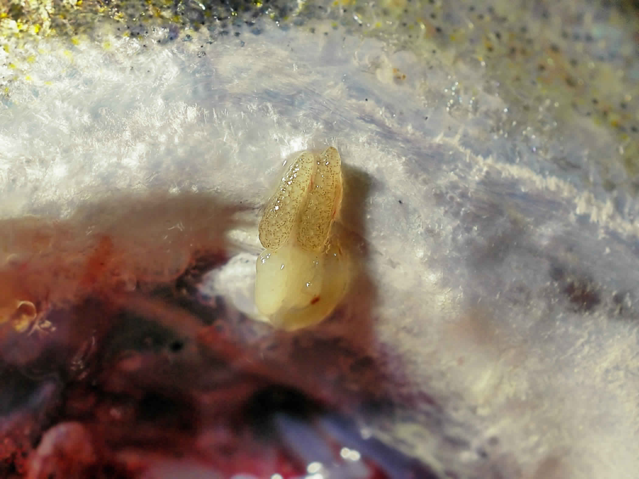 Представитель Семейства Lernaeopodidae